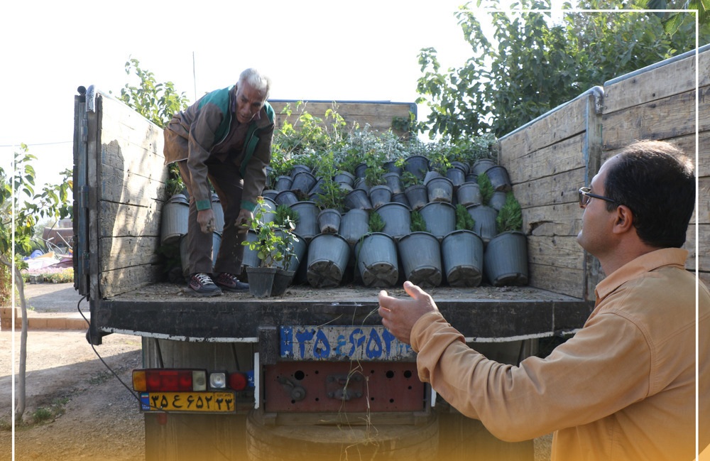 خرید و کاشت 2 هزار و 700 اصله نهال درخت در زرند