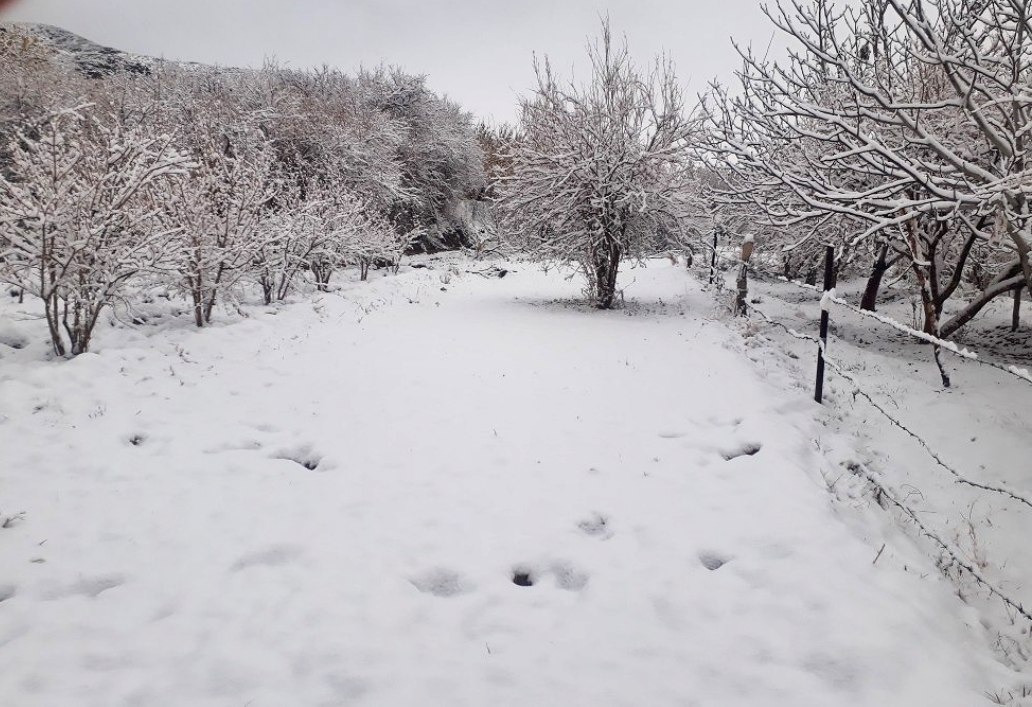 بارش برف در روستای ده احمد زرند+تصاویر