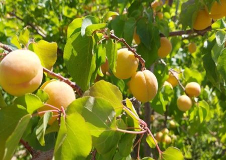 جشنواره زردآلو در بابتنگل زرند برگزار می‌شود