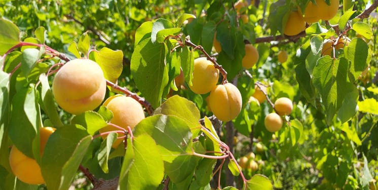 جشنواره زردآلو در بابتنگل زرند برگزار می‌شود